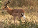 makutsi__35_.jpg