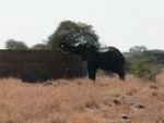 makutsi__48_.jpg