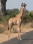 makutsi__53_.jpg