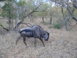 makutsi__64_.jpg