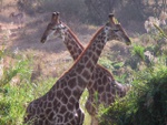 makutsi__72_.jpg